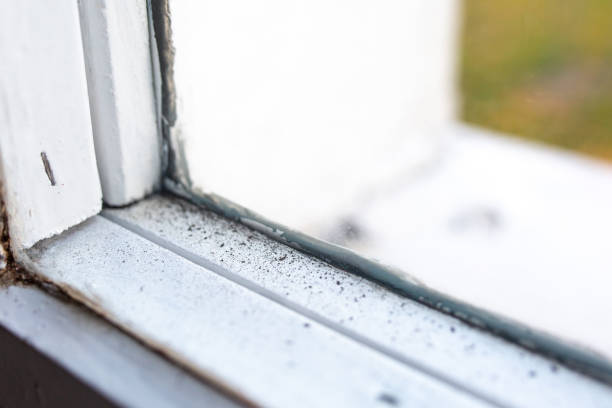 Best Environmental Consulting for Mold Prevention  in Port Arthur, TX
